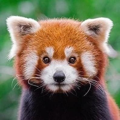 Nature & Animals🌴's profile picture