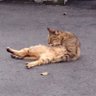 名もなき護人(まもんちゅ) 的头像