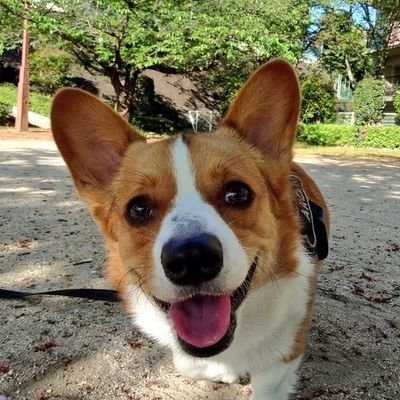 Socks_corgi's profile picture