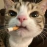 Profilbild von 王木木木木木是琳琳