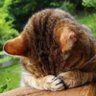 九(ここの)🌾 profil fotoğrafı