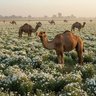 Фото профиля ابو نواف