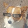 Profilbild von killercorgi