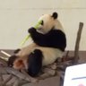 Profilbild von めがねパンダ👓🐼