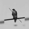 MOCKINGBIRD 🔺's profile picture