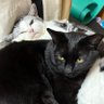創造神見習いグピ猫 的头像