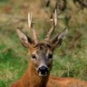 Срндаћ profil fotoğrafı