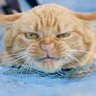 Fosselia's profile picture