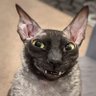 inxanity!'s profile picture