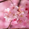 Фото профиля Blossom