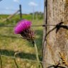 Фото профиля Thistles Jones 🇺🇸🏴🇨🇮🇮🇱