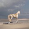 (..م..)'s profile picture