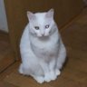 とらちゃん45's profile picture