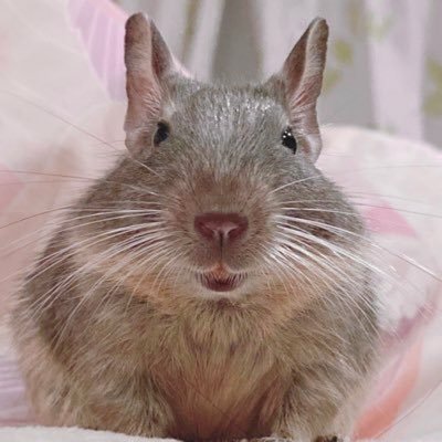 degu_shirasu's profile picture