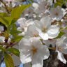 Фото профиля はるばたけ