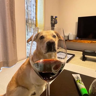 luna_morilho's profile picture