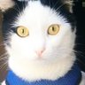 Profilbild von Peluş Maya