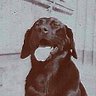 Dog.ma's profile picture