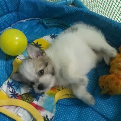 ID Boopa's profile picture