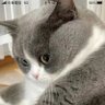 強烈猛啪 profil fotoğrafı