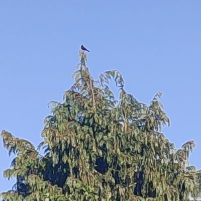 Damour1975's profile picture