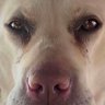 夜雨带刀不带伞's profile picture
