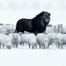 Profilbild von GoHerd|HereWeGo (ARII’s Top Opp)