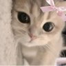 chi profil fotoğrafı