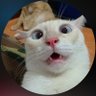 web dev 的头像