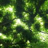 🌿 profil fotoğrafı