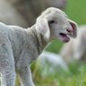 Фото профиля Cybersheep 🕊️ 🇩🇪 🫶 🇮🇱 #NurZwei