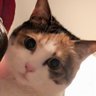 Profilbild von ネコハハコスキー