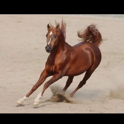 Mohd_k2010's profile picture