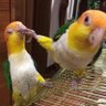 นกแซ่บ 的头像