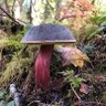 B_mirabilis's profile picture