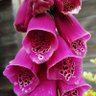 Фото профиля Rosa