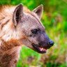Albert Fakude profil fotoğrafı