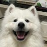souffle's profile picture