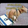 Antinazillon 的头像