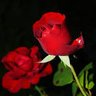 Фото профиля Mohamed