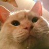 AbsoluteMadman profil fotoğrafı
