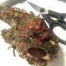 わんぱくまん 的头像