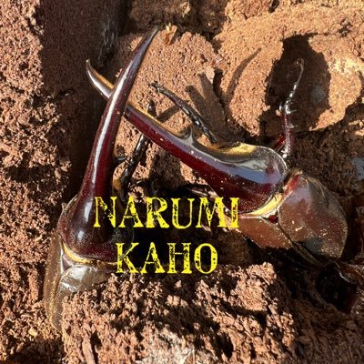 narumi_kaho's profile picture
