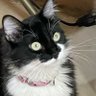 J L C profil fotoğrafı