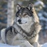 The wolf profil fotoğrafı
