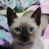 Profilbild von Gatuna!😺🐾💖🐶