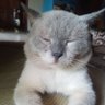 saksakmu's profile picture