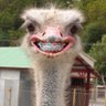 Profilbild von ソルです