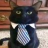 LaruSSo's profile picture