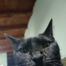 Profilbild von Azcero